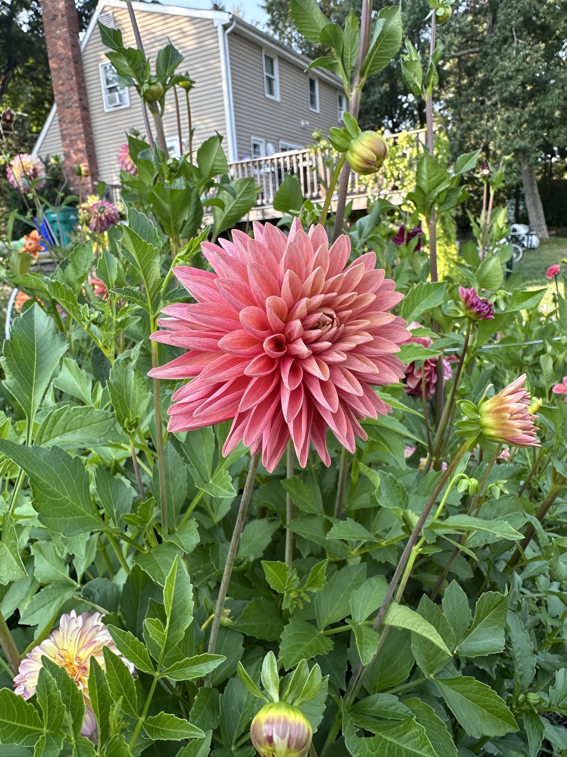 {{brizy_dc_image_alt imageSrc=